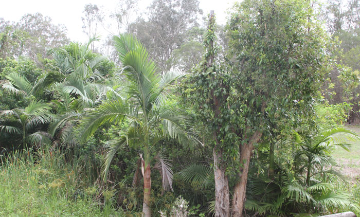 Alexandra palms invaded the riparian zone at the end of McConachie Court