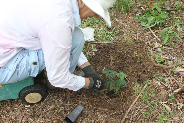 A Bushcare volunteer carefully positions a coffee bush where once Easter cassia plants were establishing along the embankment of a Dawn Road Reserve waterway.