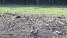 A pair of Australian wood ducks (Chenonetta jubata) forage on the recently cleared embankment in the Dawn Road Reserve, near the end of McConachie Court. The male is at the front, the female behind.