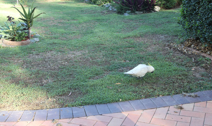 Billie the rescued young sulphur-crested cockatoo checks out potential menu items on the footpath outside his new Albany Creek home.