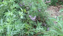The lavender flowers and red berries of the Brazilian nightshade (Solanum seaforthianum) that is taking hold in the Dawn Road Reserve.