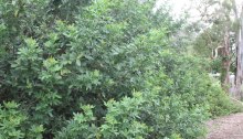 The foliage on a mature broad-leafed pepper tree can reach all the way to the ground