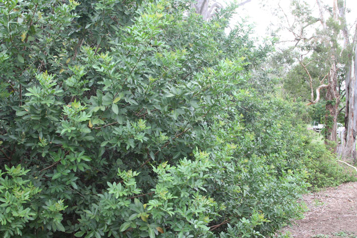 The foliage on a mature broad-leafed pepper tree can reach all the way to the ground