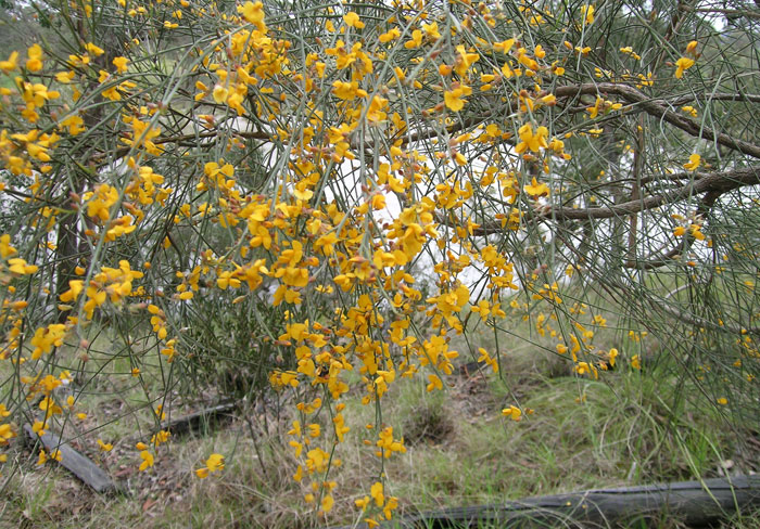 Keep your eyes out for this yellow-flowering shrub, Dogwood
