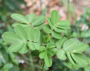 The opposite leaves on a juvenile Easter cassia (Senna pendula var. glabrata) plant