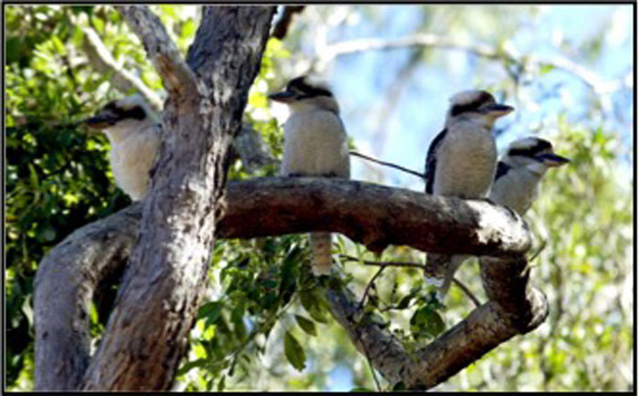 Kookaburras in the Dawn Road Reserve