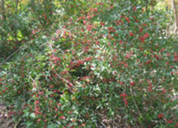 Ochna serrulata - otherwise known as the Mickey Mouse plant - is a persistent pest species that has migrated from  gardens to the Dawn Road Reserve,  in places forming great thickets.