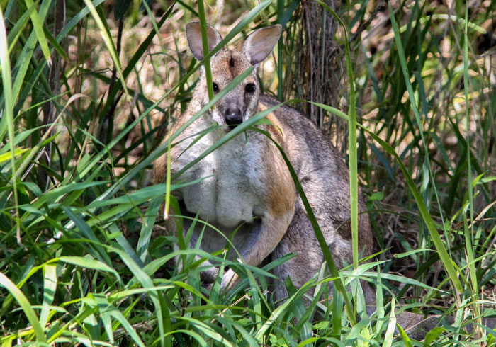 An eastern grey kangaroo on the edge of the Dawn Road Reserve. (Picture: Peter Bull)
