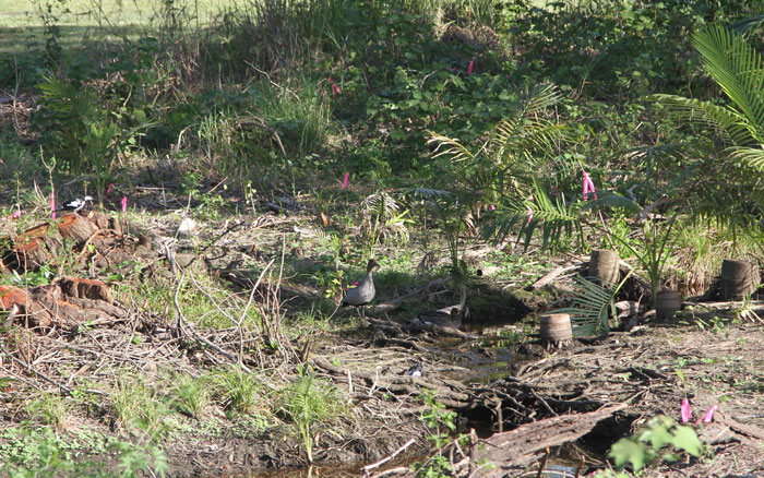 A black and white peewee sits watching two Australian wood ducks in the riparian zone around a stream in the Dawn Road Reserve.