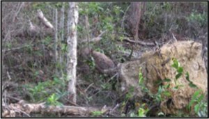 Uprooted tree after The Gap storm in 2008