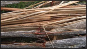 A shredded ironbark tree after The Gap storm in 2008