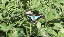 The striking blue triangle butterfly in the Dawn Road Reserve