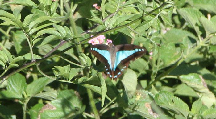 The striking blue triangle butterfly in the Dawn Road Reserve 