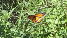 Monarch butterfly rests on Brazilian nightshade weeds in the Dawn Road Reserve