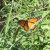Monarch butterfly rests on Brazilian nightshade weeds in the Dawn Road Reserve