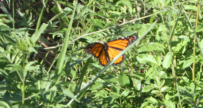 Monarch butterfly rests on Brazilian nightshade weeds in the Dawn Road Reserve