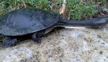 An eastern long-necked turtle heads for higher ground after torrential rains in the Dawn Road Reserve