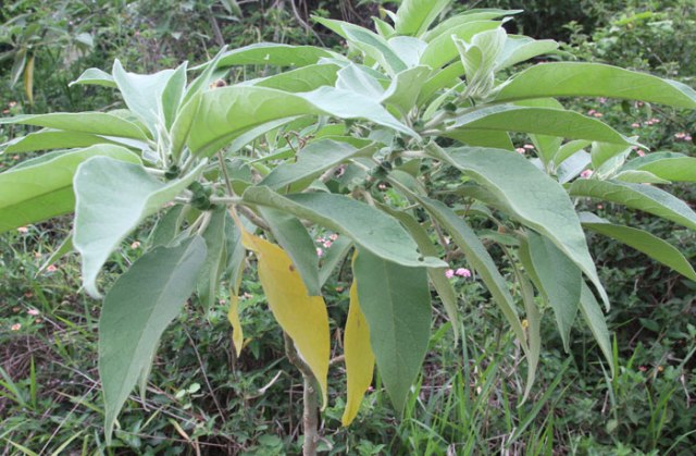 Wild tobacco | NatureWatch