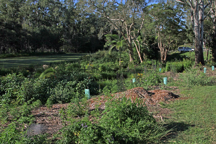 Much of the weed regrowth since March was obvious before the April working bee started