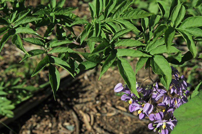 Brazilian nightshade (Solanum seaforthianum) was also in bloom, making it easy to identify for removal before it gets much larger
