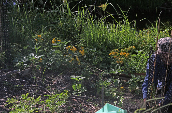 Easter cassia plants in bloom alongside the Dawn Road Reserve stream where Bushcare has been holding working bees