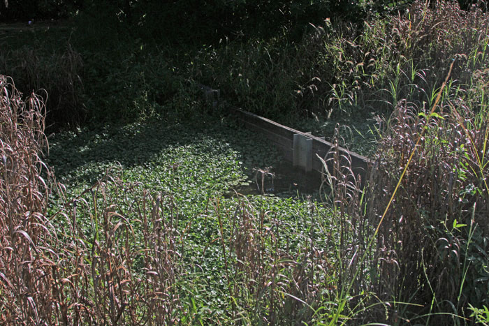 The sound of several striped marsh frogs (Limnodynastes peroni) was heard coming from in and around this waterway filter trap