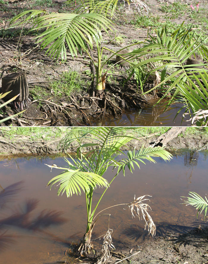 Juvenile alexandra palms cling to the embankments of the stream running through the Dawn Road Reserve. This species of palm is invasive and common along this waterway