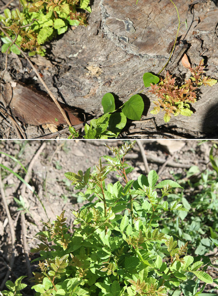 The persistent broad-leafed pepper tree was cleared from the site, but the stumps of some plants have already begun to re-shoot while fast-growing new plants have sprung up from seeds dropped from the removed trees