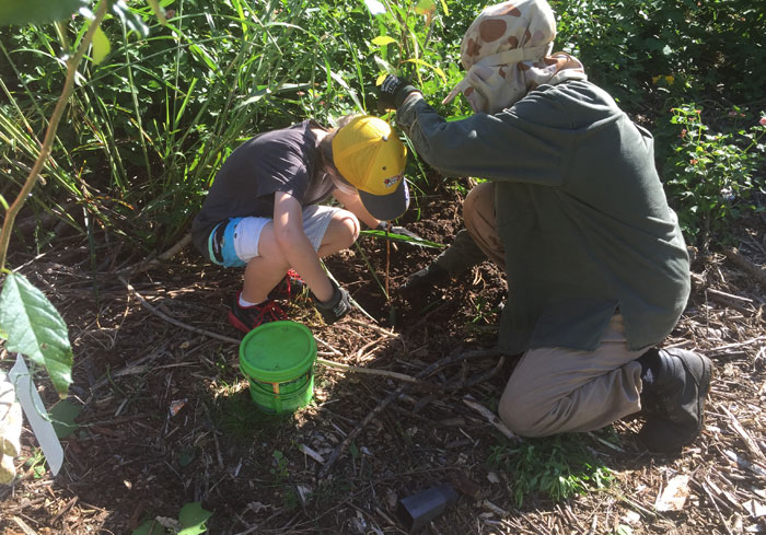 Planting a precious eucalypt tree