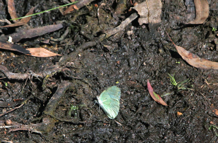The lemon migrant butterfly (Catopsilia pomona), at rest here, is a common sight around this waterway.