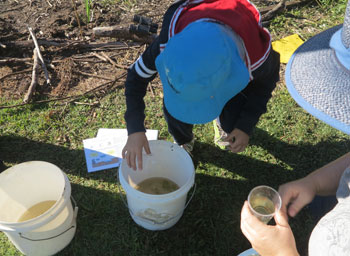 Buckets proved handy for collecting samples of Dawn Road Reserve stream water