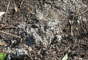 The grey funghi deposit up close. Pic: Trina McLellan
