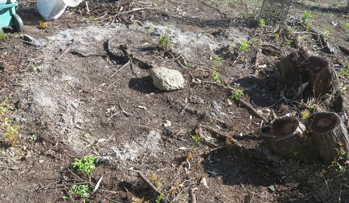 Mystery surrounded this greyish semi-circle, until it was realised that it, too, was a form of fungal deposit left in the wake of recent flooding rains