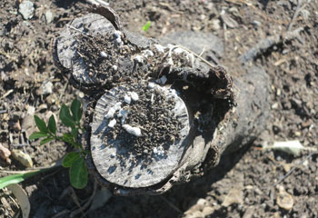 After the flooding subsided, this tree stump became host to funghi spores deposited by the water