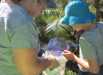 Volunteers used nets and buckets to collect and document aquatic invertebrate specimens during the May Bushcare activity in the Dawn Road Reserve
