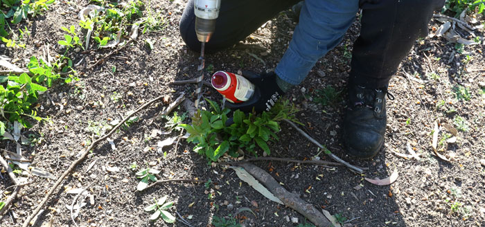 Some of the persistent broad-leaved pepper trees are still needing to be removed from the revelation site. The trees have invasive roots and runners that often require drilling and spot-poisoning by one of the trained volunteers