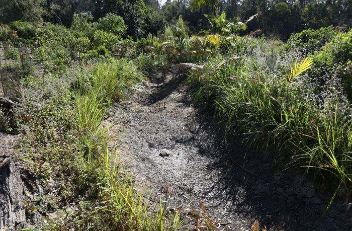 While this stream alongside the Dawn Road Reserve has been running all year, this month parts of it have dried up. Not to worry, all will resume after the next rains.