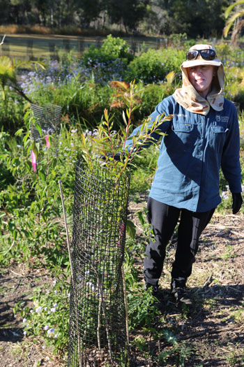 Dawn Road Reserve Bushcare leader Janet Mangan inspects the melaleuca quinquenervia and gives it her tick of approval.