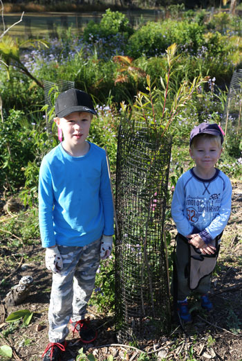 Planted as a small sapling around about knee height in February, this melaleuca quinquenervia (broad-leafed paperbark) is now taller than our two youngest volunteers