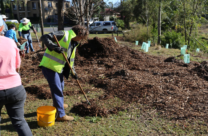Moreton Bay Regional Council Bushcare officer Wendy Heath rakes out mulch to form an edge to the revegetation zone. This helps demarcate the sensitive areas so mowing contractors do not mow over the young plants