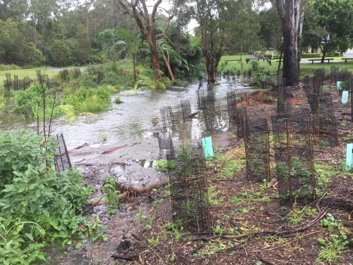 Our usually quiet stream that runs along the western edge of part of the Dawn Road Reserve was transformed by flooding rains, but the plantings along its banks held firm. 