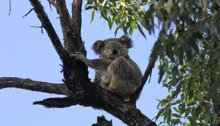 Koala in Dawn Road Reserve (May 23, 2015)