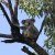 Koala in Dawn Road Reserve (May 23, 2015)