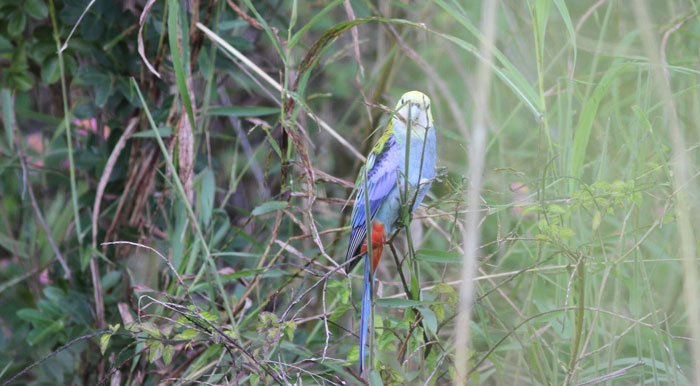 the red splash on the underside of the pale-headed rosella (Platycercus adscitus)
