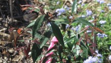 Another pink tie marking a healthy new plant in the Dawn Road Reserve Bushcare revegetation zone.