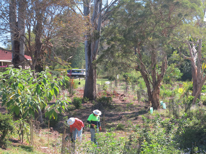 After almost nine months of work by Dawn Road Bushcare Group volunteers, this is the view to the north from he mid-point of the revegetation zone