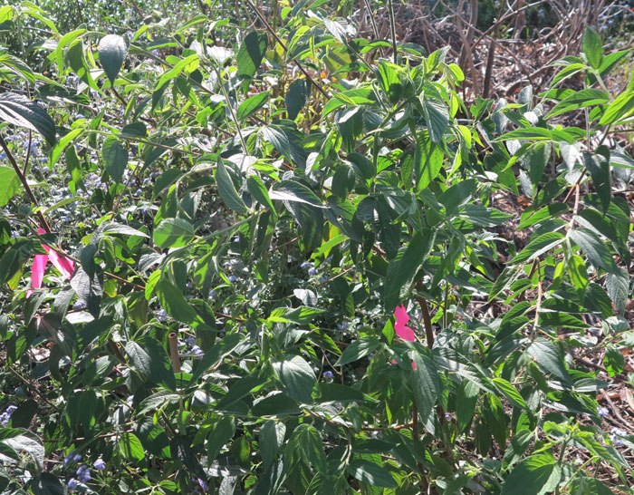 The pink ties around young plants such as this trema tormentosa, are to indicate to Dawn Road Reserve Bushcare working bee participants that they are not weed