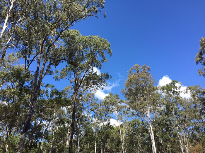 Dawn Road Reserve canopy of trees reaches up beyond the 30m mark. Pic: Trina McLellan