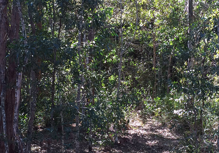 Dawn Road Reserve understory plants. Pic: Trina McLellan