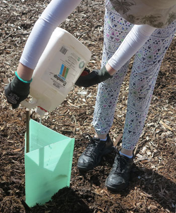 The second-last important step when planting is to ensure the young plant is well watered.